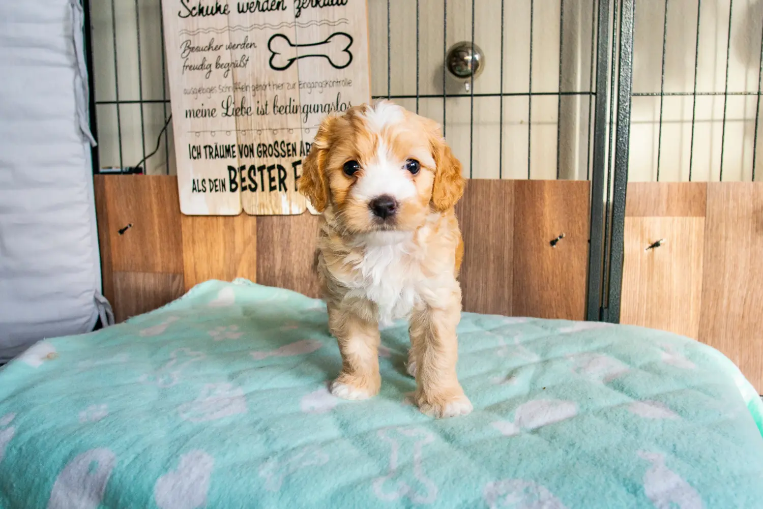 Buying a Cockapoo puppy means taking responsibility! Buy Cockapoo puppies.