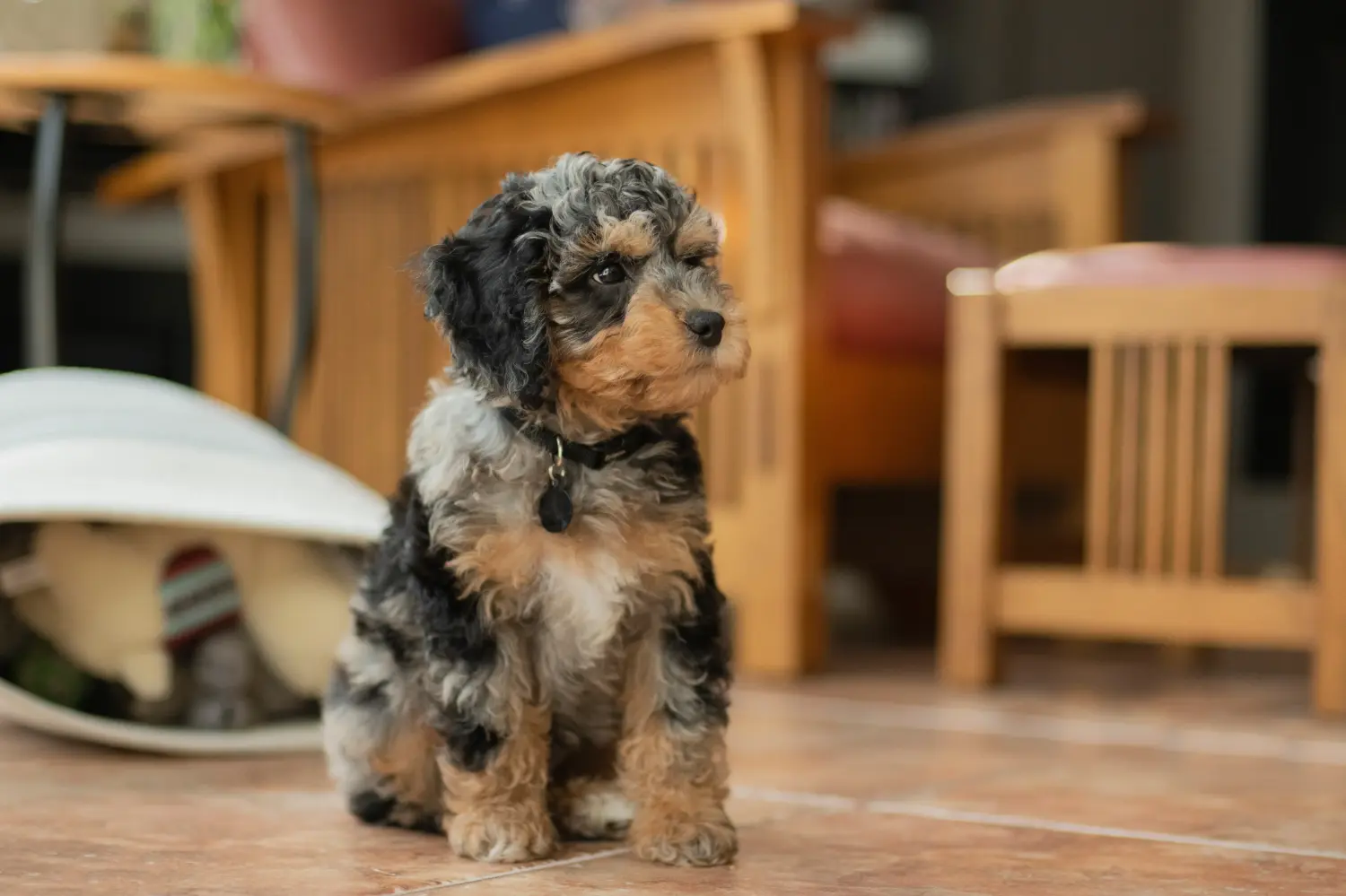 Buying a Cockapoo puppy means taking responsibility! Buy Cockapoo puppies.