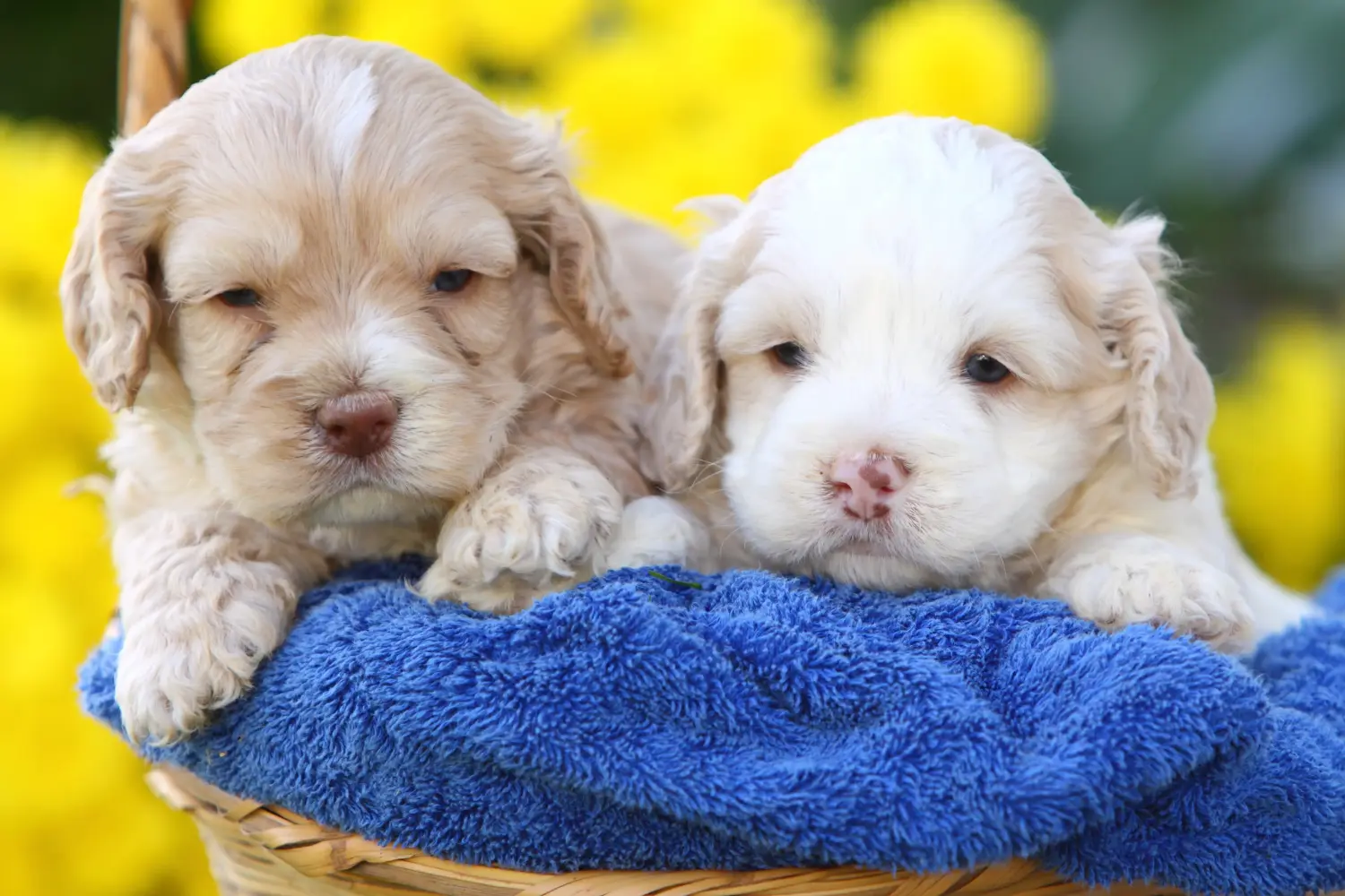 Buying a Cockapoo puppy means taking responsibility! Buy Cockapoo puppies.