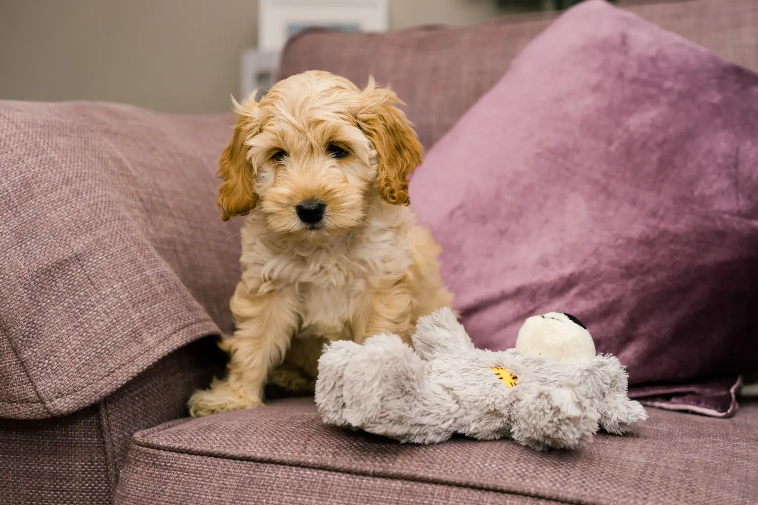 Buying a Cockapoo puppy means taking responsibility! Buy Cockapoo puppies.
