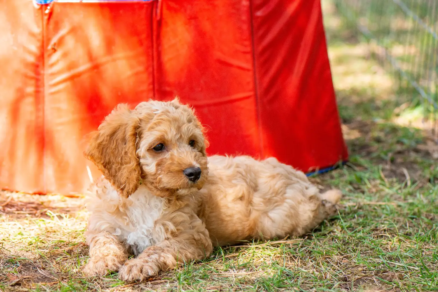 Buying a Cockapoo puppy means taking responsibility! Buy Cockapoo puppies.