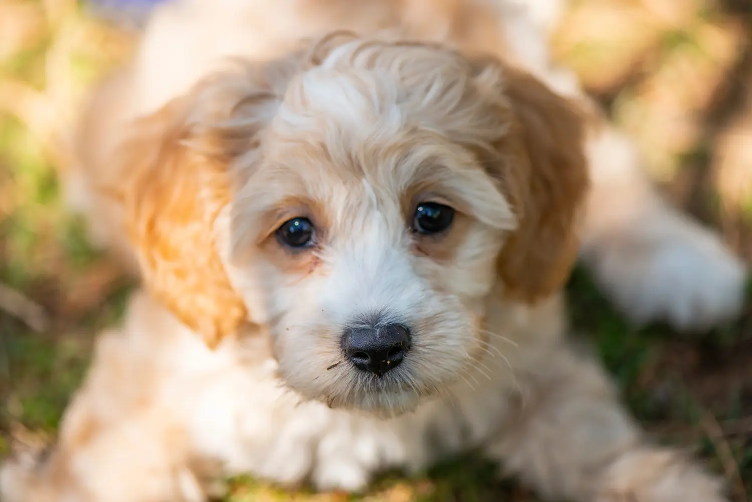Buying a Cockapoo puppy means taking responsibility! Buy Cockapoo puppies.