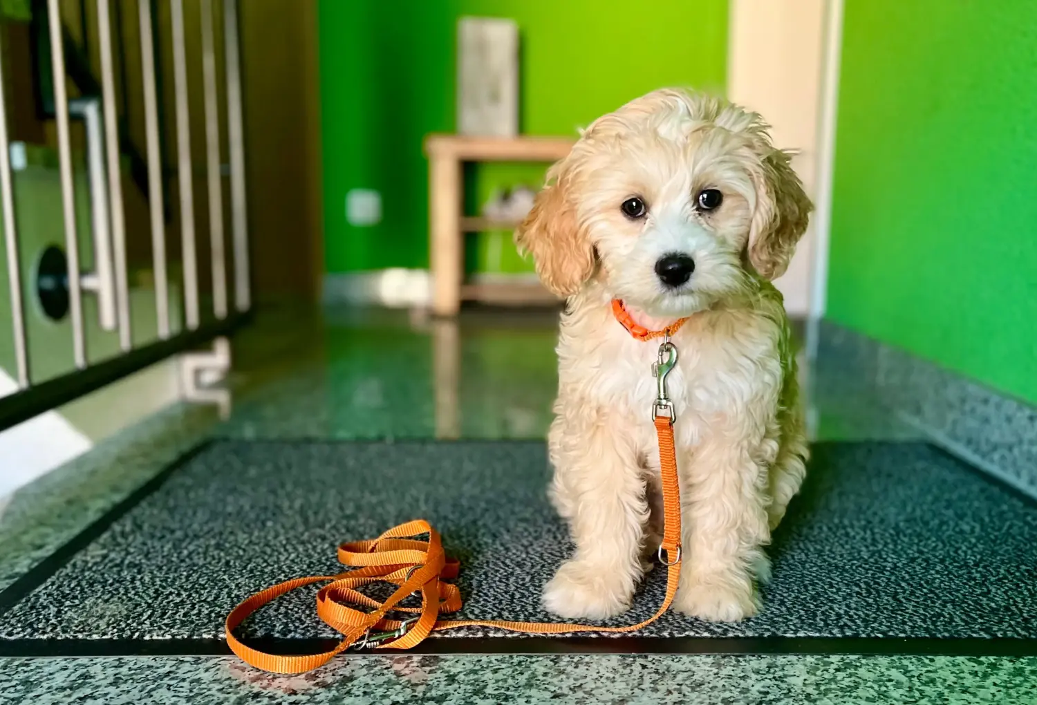 Buying a Cockapoo puppy means taking responsibility! Buy Cockapoo puppies.