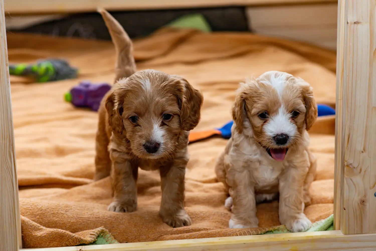 Buying a Cockapoo puppy means taking responsibility! Buy Cockapoo puppies.