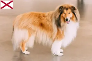 Read more about the article Collie breeders and puppies in Alabama