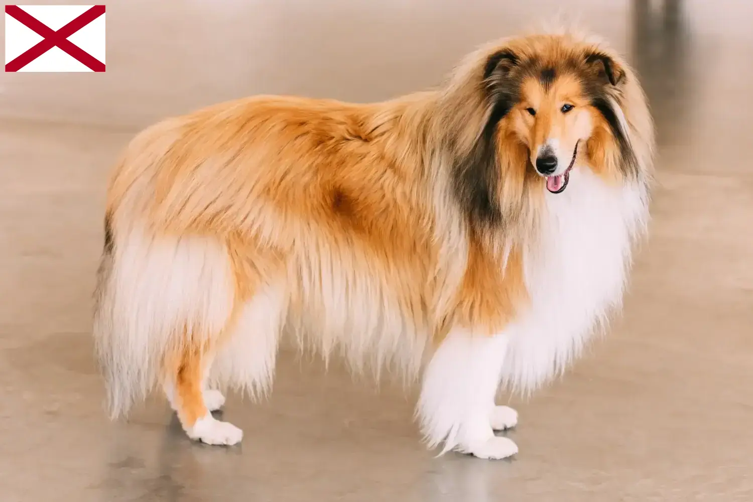 Collie puppies and breeder Alabama Find Collies breeders in Alabama here.