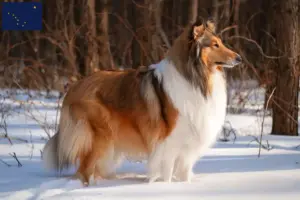 Read more about the article Collie breeders and puppies in Alaska