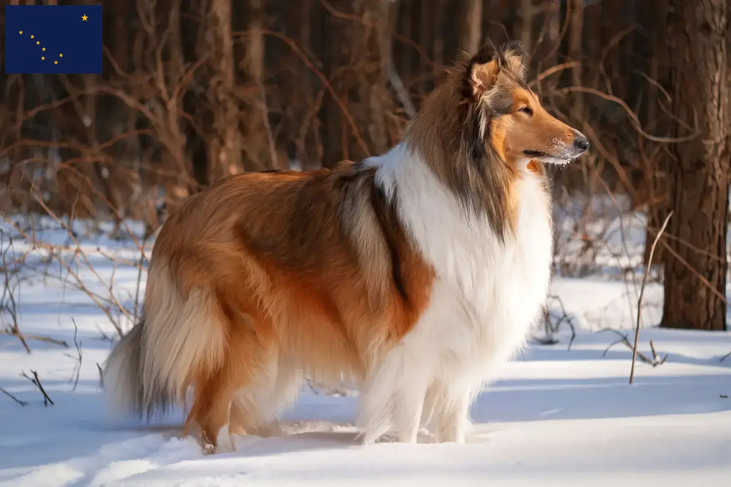 Collie puppies and breeder Alaska Find Collies breeders in Alaska.
