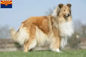 Read more about the article Collie breeders and puppies in Arizona