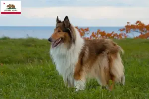 Read more about the article Collie breeders and puppies in California