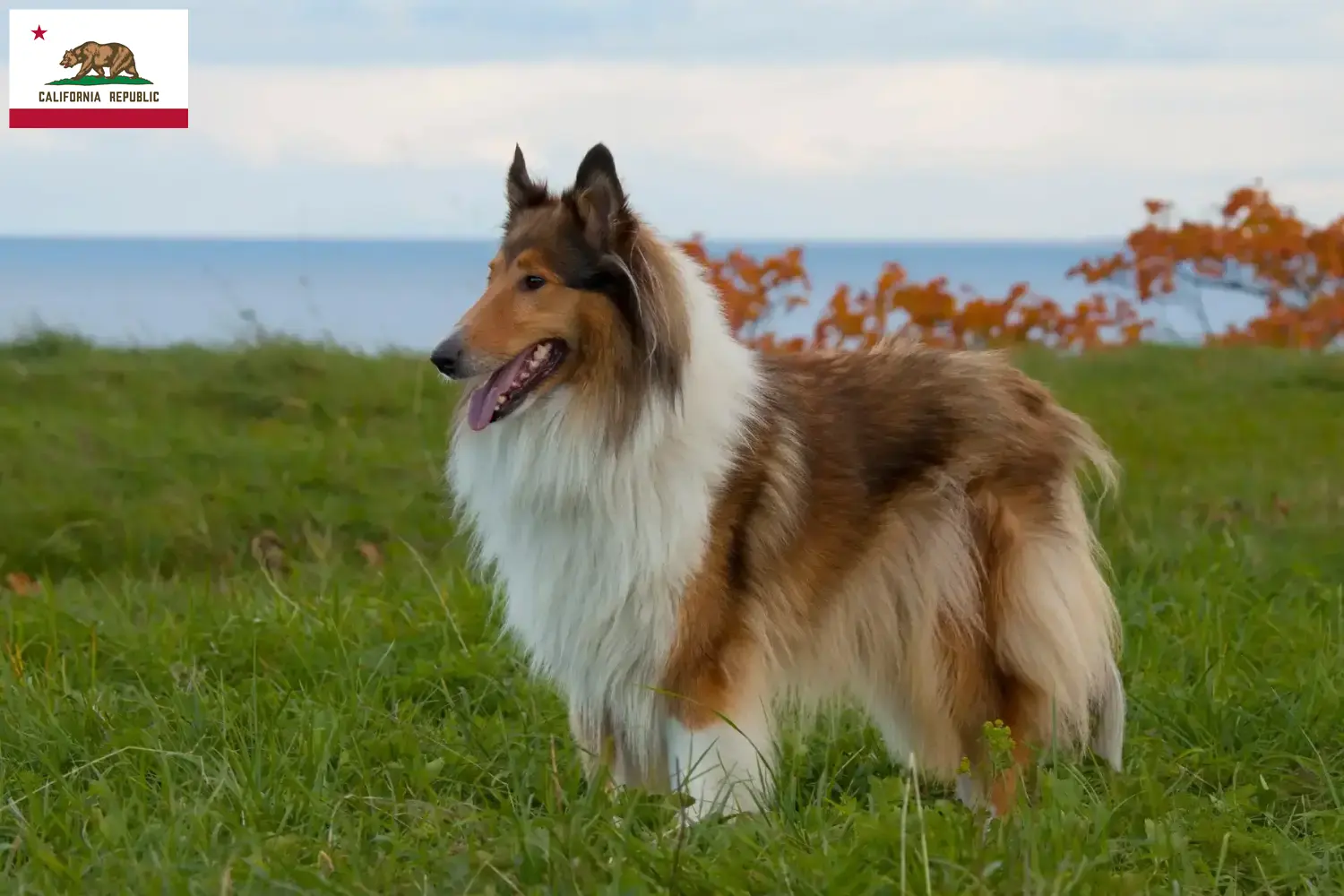 Collie puppies and breeder California Find Collies breeders in California here.