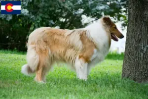 Read more about the article Collie breeders and puppies in Colorado