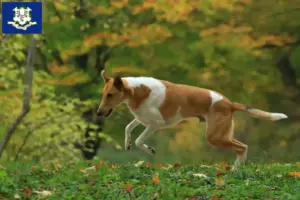 Read more about the article Collie breeders and puppies in Connecticut