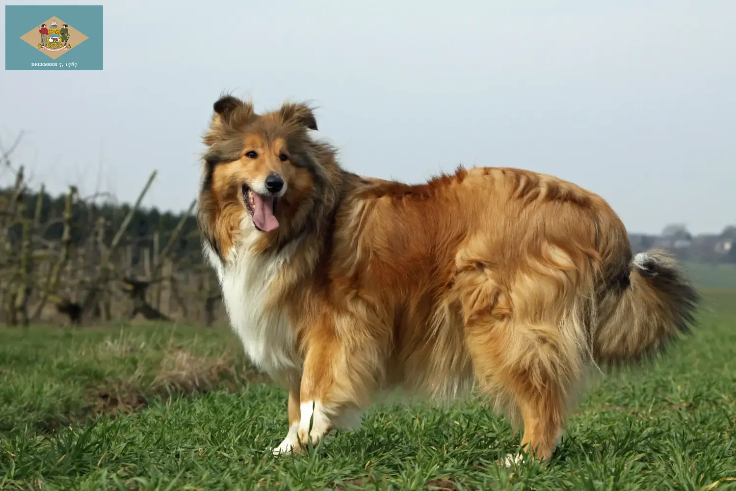 Collie puppies and breeder Delaware Find Collies breeders in Delaware here.