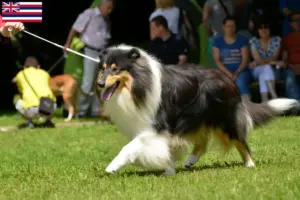 Read more about the article Collie breeders and puppies in Hawaii