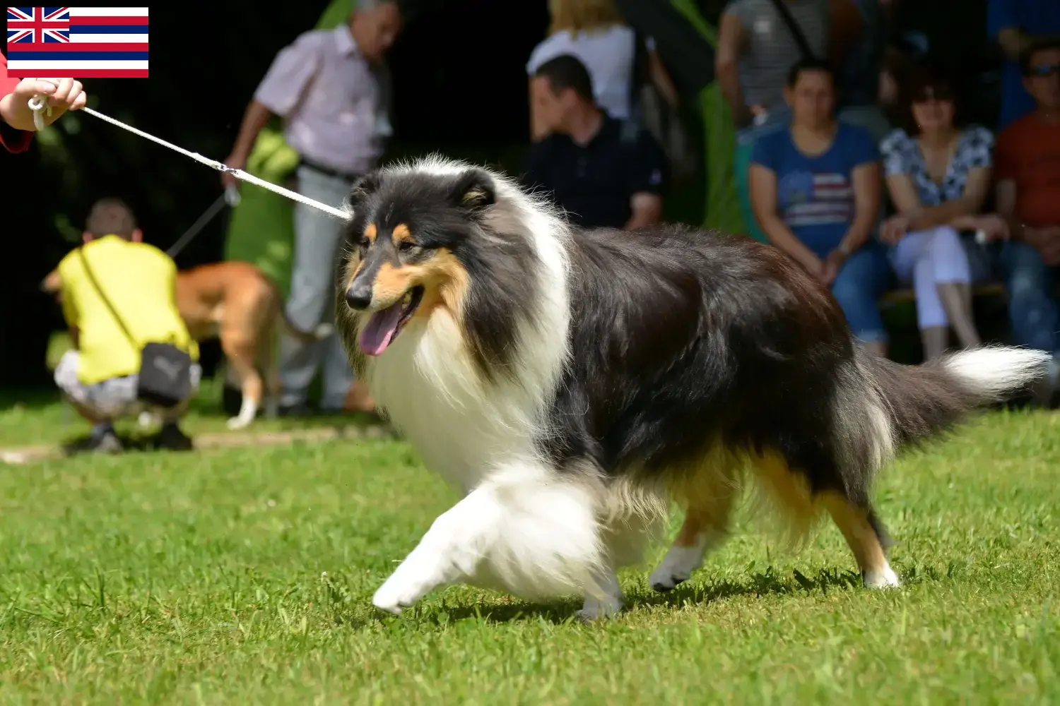 Collie puppies and breeders Hawaii Find Collies breeders in Hawaii here.