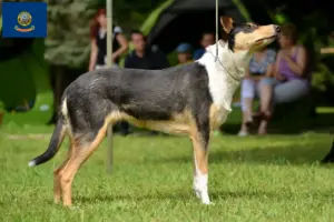 Read more about the article Collie breeders and puppies in Idaho