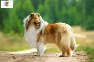 Read more about the article Collie breeders and puppies in Illinois