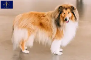 Read more about the article Collie breeders and puppies in Indiana