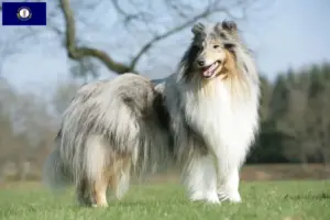 Read more about the article Collie breeders and puppies in Kentucky