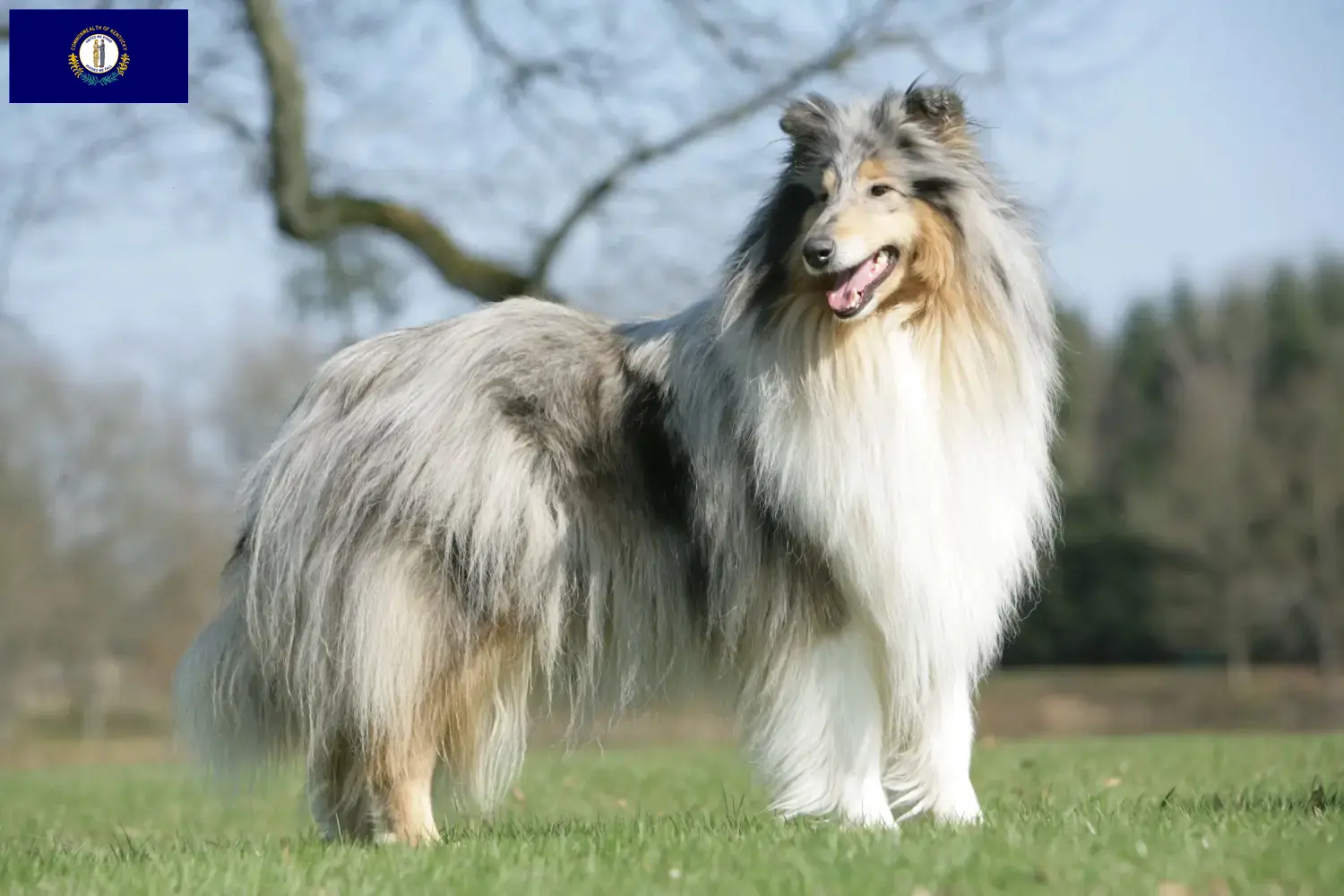 Collie puppies and breeders Kentucky Find Collies breeders in Kentucky.
