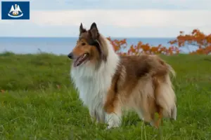 Read more about the article Collie breeders and puppies in Louisiana