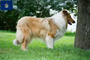 Read more about the article Collie breeders and puppies in Maine