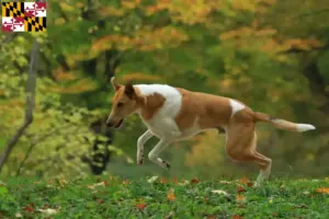 Read more about the article Collie breeders and puppies in Maryland