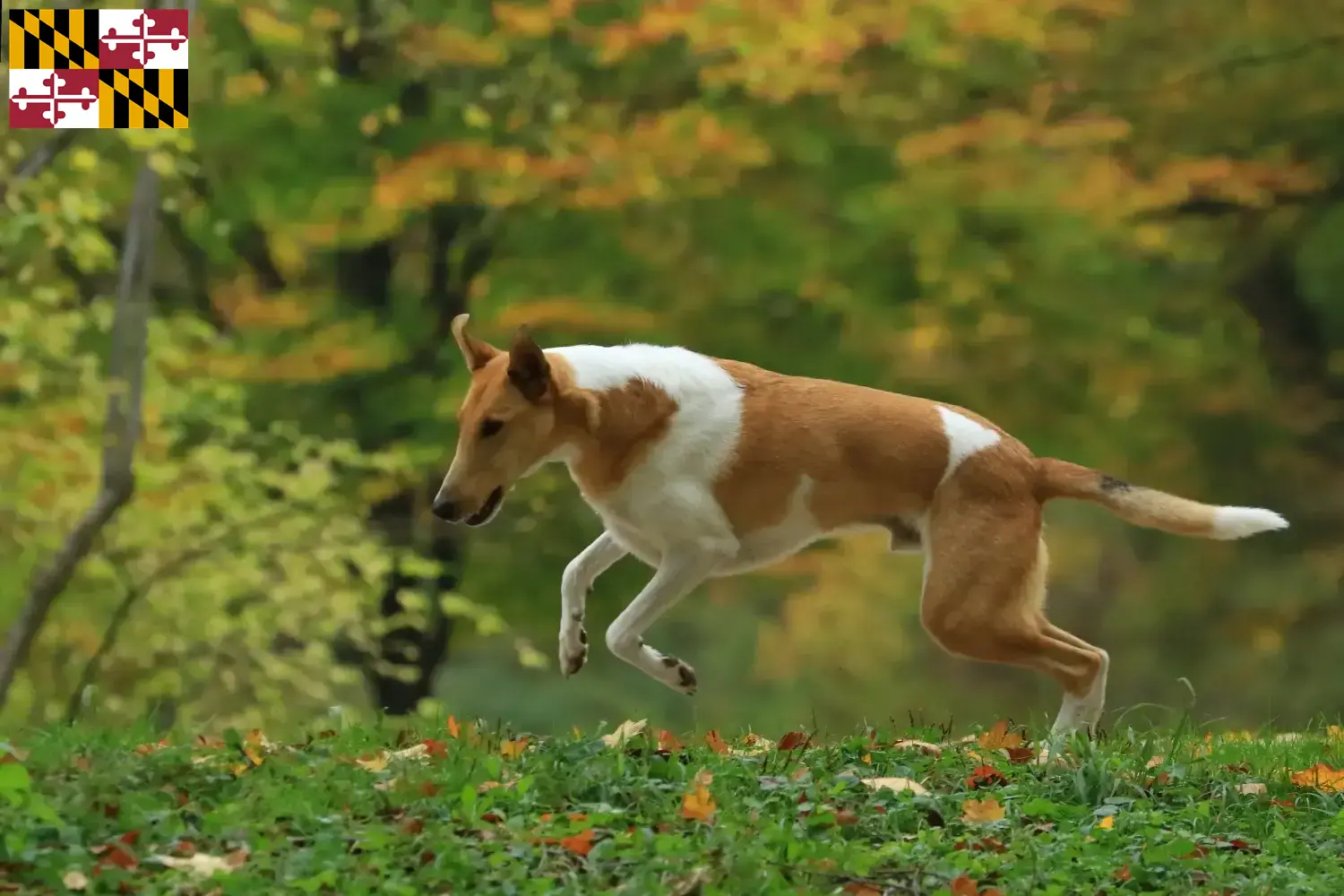 Collie puppies and breeder Maryland Find Collies breeders in Maryland here.