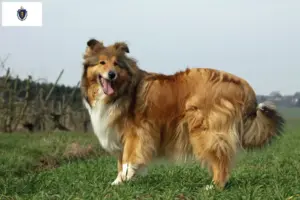 Read more about the article Collie breeders and puppies in Massachusetts