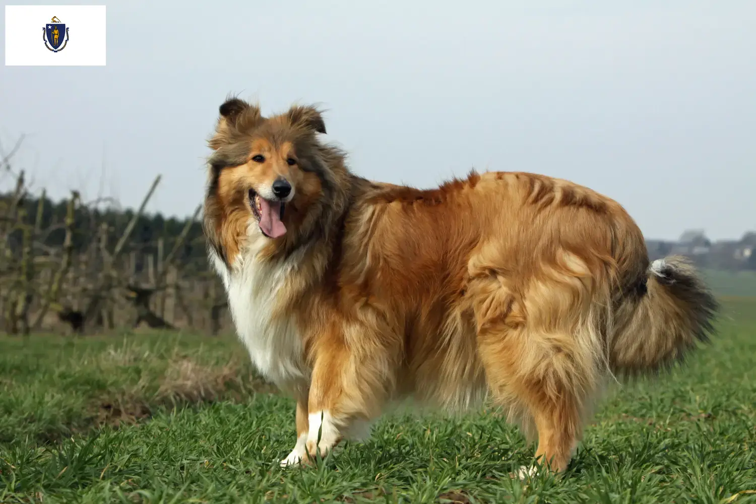 Collie puppies and breeders Massachusetts Find Collies breeders in Massachusetts.