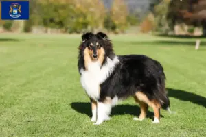 Read more about the article Collie breeders and puppies in Michigan