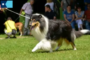 Read more about the article Collie breeders and puppies in Minnesota