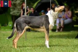 Read more about the article Collie breeders and puppies in Mississippi