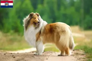 Read more about the article Collie breeders and puppies in Missouri