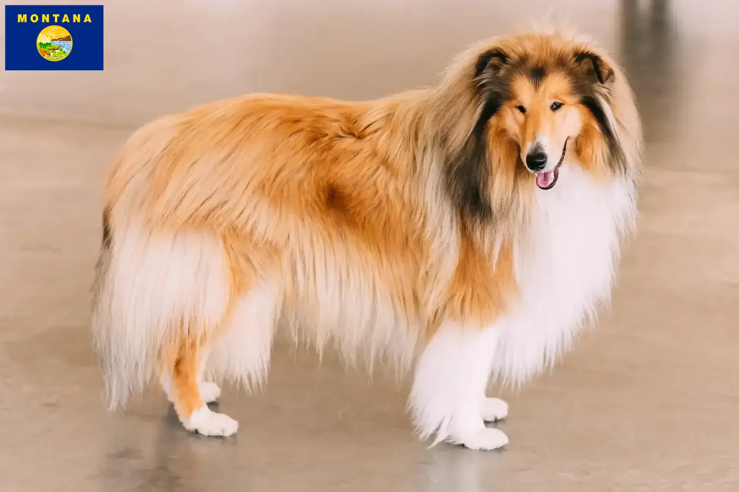 Collie puppies and breeder Montana Find Collies breeders in Montana.