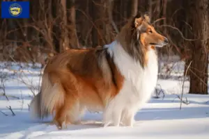 Read more about the article Collie breeders and puppies in Nebraska