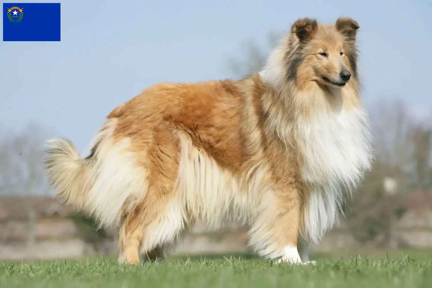 Collie puppies and breeder Nevada Find Collies breeders in Nevada.