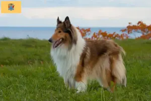 Read more about the article Collie breeders and puppies in New Jersey