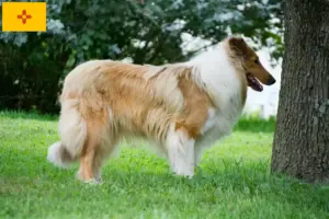 Read more about the article Collie breeders and puppies in New Mexico