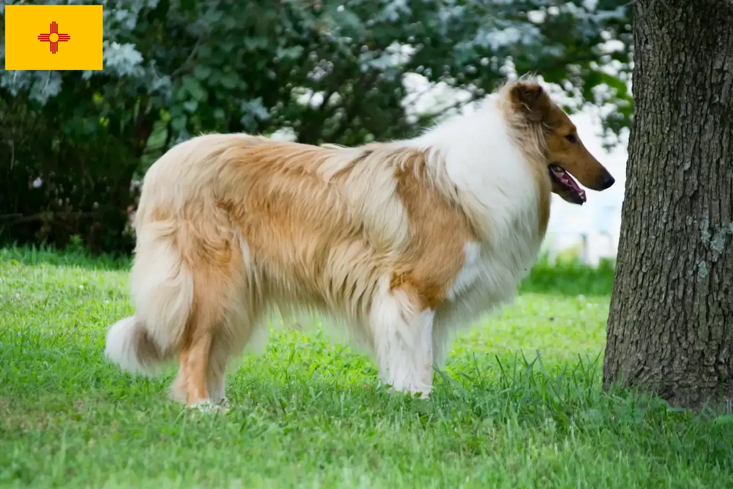Collie puppies and breeders New Mexico Find Collies breeders in New Mexico.
