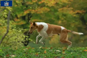 Read more about the article Collie breeders and puppies in New York