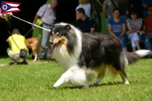 Read more about the article Collie breeders and puppies in Ohio