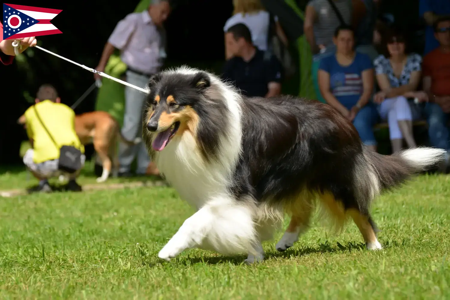 Collie puppies and breeders Ohio Find Collies breeders in Ohio.