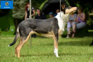 Read more about the article Collie breeders and puppies in Oklahoma