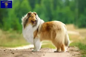 Read more about the article Collie breeders and puppies in Oregon