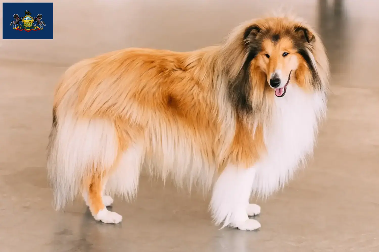 Collie puppies and breeders Pennsylvania Find Collies breeders in Pennsylvania.