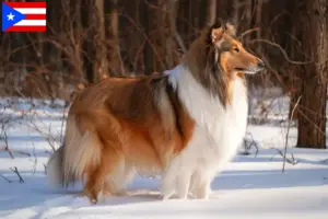 Read more about the article Collie breeders and puppies in Puerto Rico