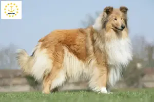 Read more about the article Collie breeders and puppies in Rhode Island