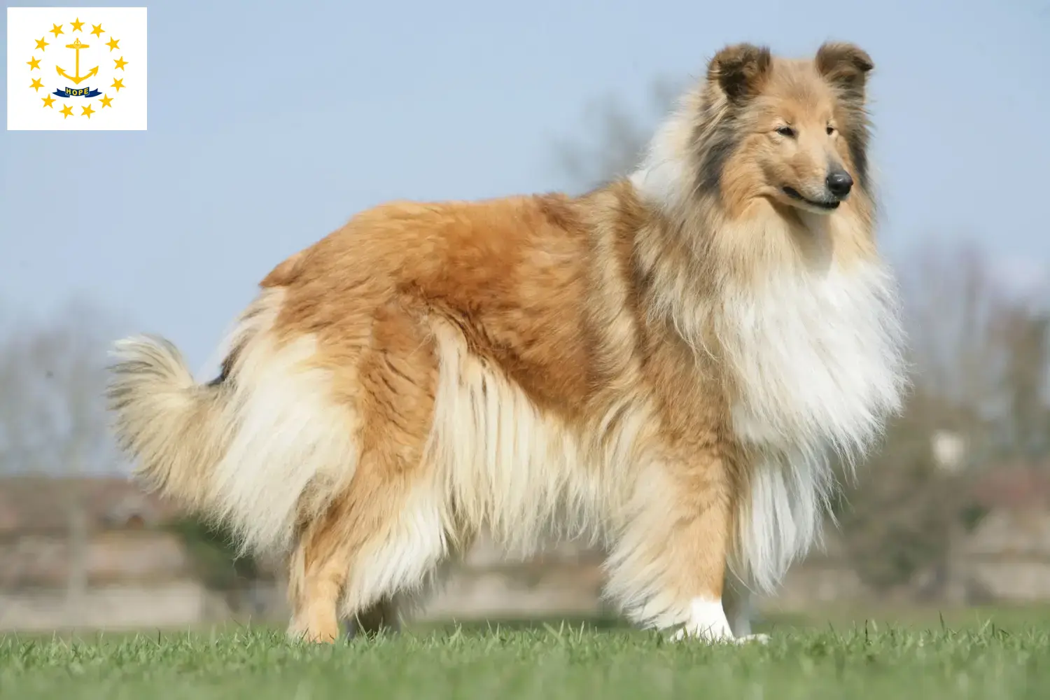 Collie puppies and breeders Rhode Island Find Collies breeders in Rhode Island.